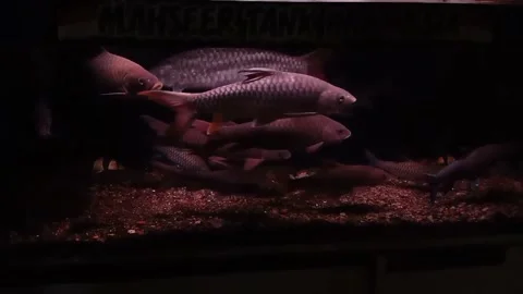 Th fish swim calmly Stock Footage 262354790