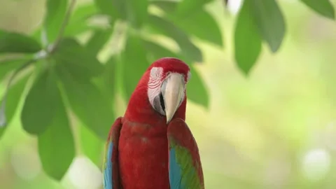 Th1e red and blue macaw (Ara ararauna) Video stock 202624016