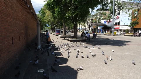 Tha Phae Gate Chiang Mai Thailand 스톡 동영상 307493507