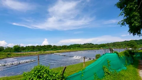 Thai artificial shrimp ponds, artificial shrimp lakes Stock Footage