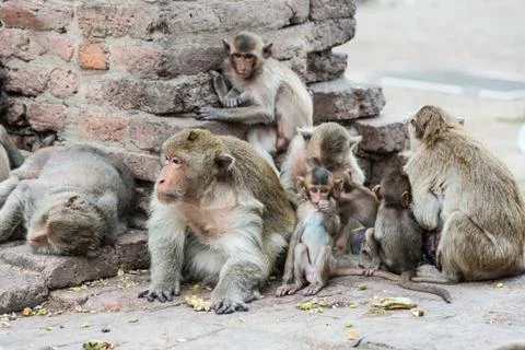 Thai asian wild monkey doing various activities Stock Photos