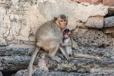 Thai asian wild monkey doing various activities Stock Photos
