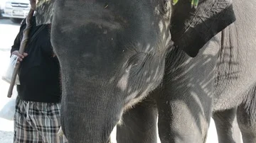 Thai baby elephant Stock Footage 85773438
