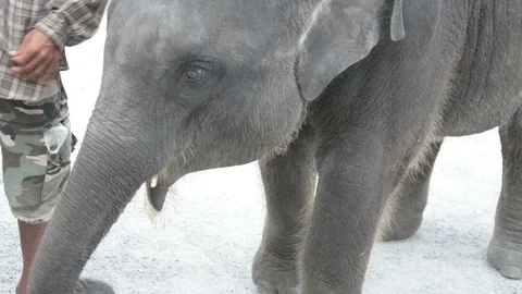Thai baby elephant Stock Footage 85773466