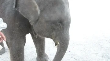 Thai baby elephant Stock Footage 85773770