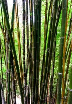 Thai bamboo forest Stock Photos