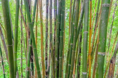 Thai bamboo in forest Stock Photos