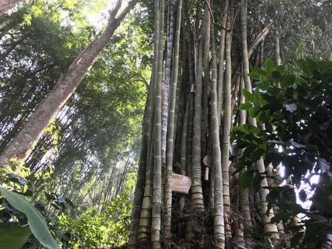Thai bamboo Stock Photos