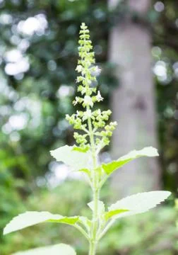Thai basil flower blossom tree Stock Photos