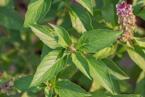 Thai basil with flower Stock Photos