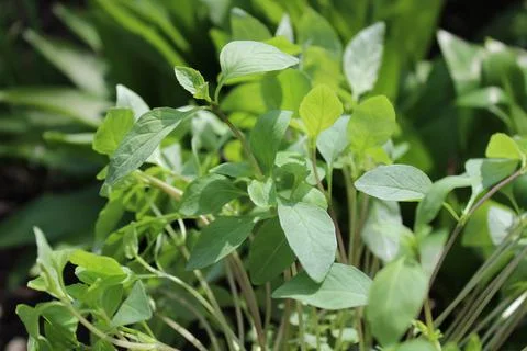 Thai basil in the garden Stock Photos