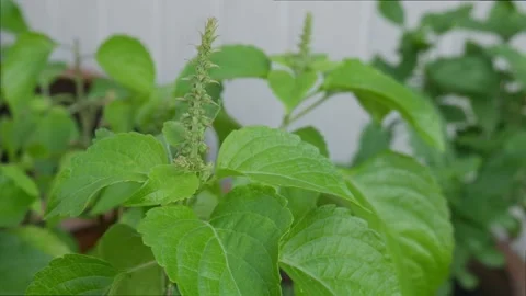 Thai Basil Herb Green Leaves Garden Growing Stock Footage 329227341