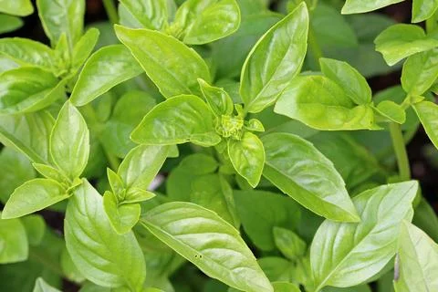 Thai basil herb leaves in close up Stock Photos