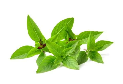 Thai basil isolated on white background Stock Photos