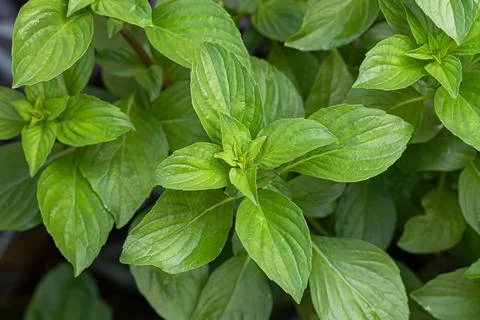 Thai basil leaves background 库存照片