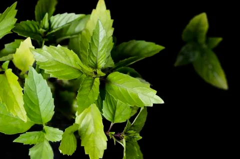 Thai basil leaves Stock Photos