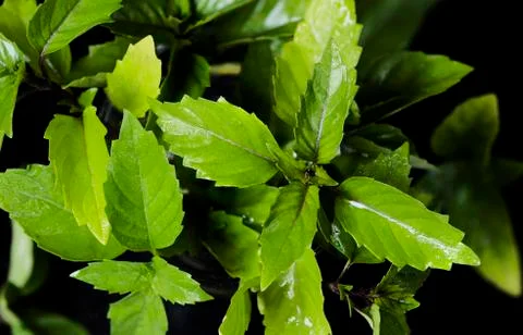 Thai basil leaves Stock Photos
