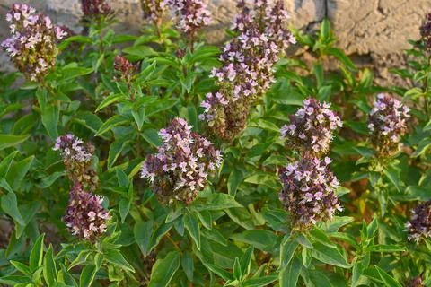 Thai basil (Ocimum basilicum) or sweet basil plant. Stock Photos