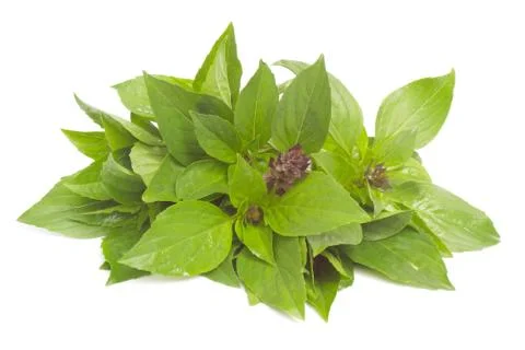 Thai Basil Stock Photos