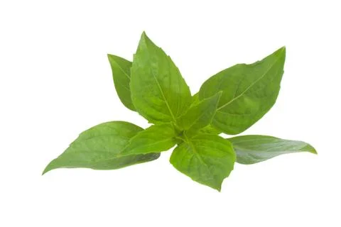 Thai Basil Stock Photos