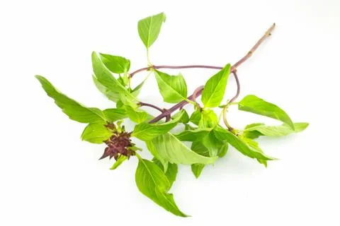 Thai Basil Stock Photos