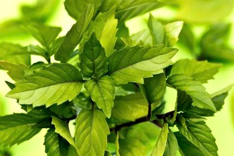 Thai basil Foto stock