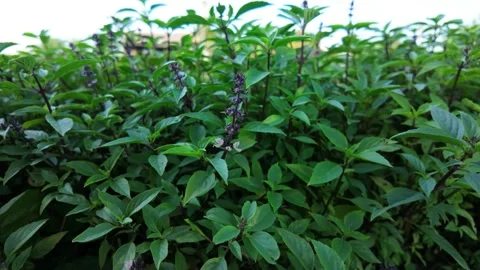 Thai basil plants with flowers, stems, and leaves in a garden – 4K slow motion Video stock 307659540