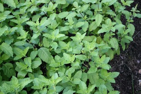 Thai basil plants in the veggie patch Stock Photos