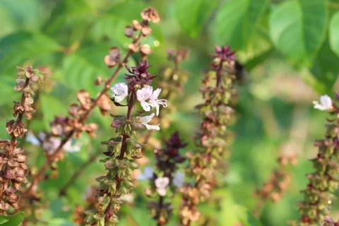 Thai Basil is a raw material plant used for cooking. 스톡 사진