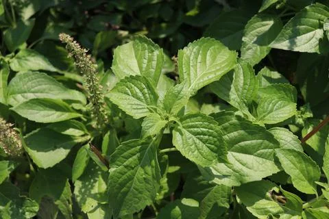 Thai basil tree. Stock Photos