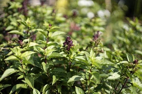 Thai basil is a type of basil native to Southeast Asia. Stock Photos