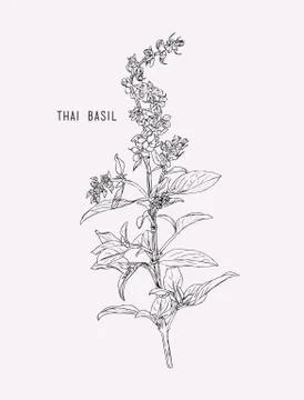 Thai basil vector. Stock Illustration