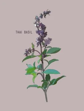 Thai basil vector. Stock Illustration