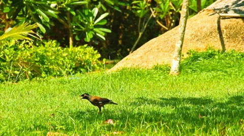 Thai bird Stock Footage 37583236