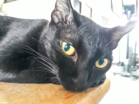 Thai Black Cat in Thailand. Stock Photos