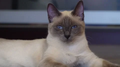 Thai breed cat, close-up view. Portrait of a cat lying on the floor. Video stock 204698094