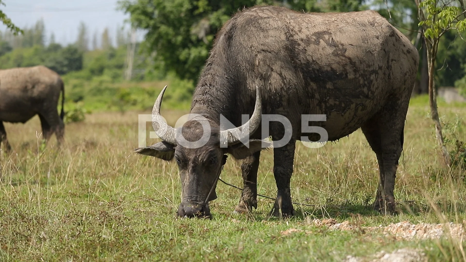 buffalo Stock Video | Pond5