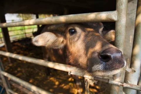 Thai buffalo in the corral Stock Photos