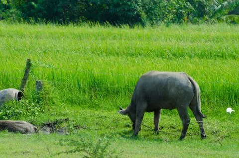 Thai buffalo  countryside. Stock-Fotos
