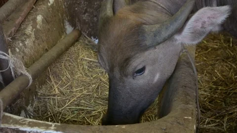 Thai buffalo eating vegetable Stock Footage 85431841
