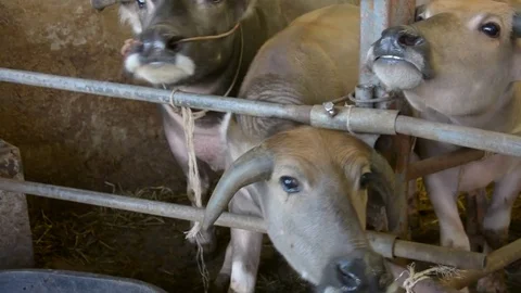 Thai buffalo eating vegetable Stock Footage 85450123