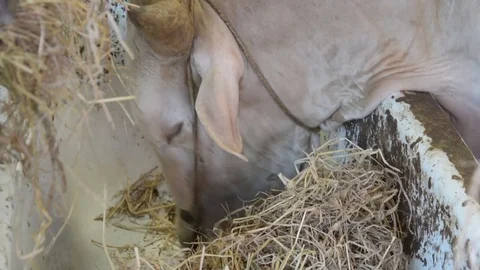 Thai buffalo eating vegetable Stock Footage 85450186