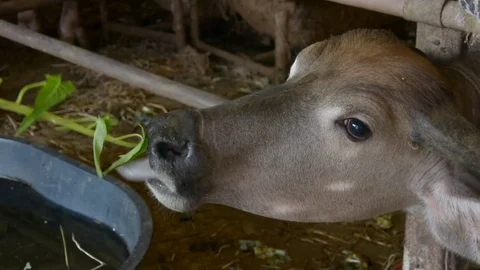 Thai buffalo eating vegetable Stock Footage 85450226
