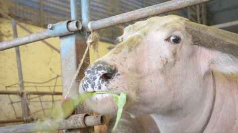 Thai buffalo eating vegetable Stock Footage 85450318