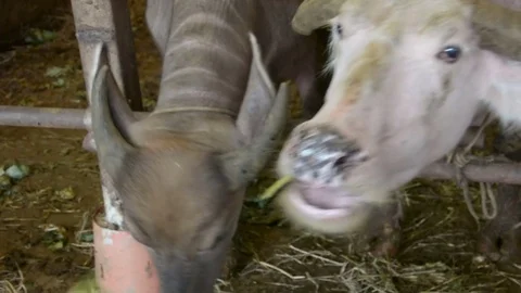 Thai buffalo eating vegetable Stock Footage 85450397
