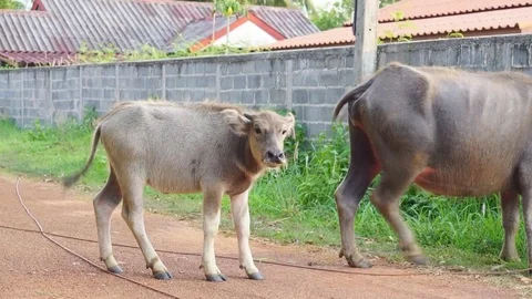 Thai buffalo feeding Stock Footage 76223141