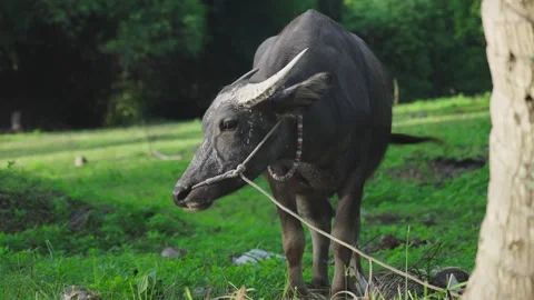 Thai buffalo Stock Footage 291521343