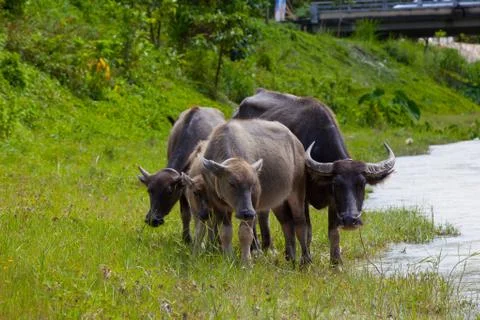 Thai buffalo in grass field Stock Photos