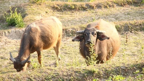 Thai buffalo looking camera in field Stock Footage 86139614