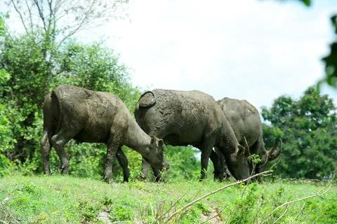 Thai buffalo on mound. Stock Photos